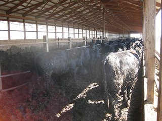 Property photo 4 - 116 +/- Acres Offered in 4 Tracts - Land & Cattle Facility Auction